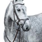 Bridle -Anatomic Sports-