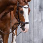 Bridle -Anatomic Sports-