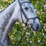 Bridle -Anatomic Sports-