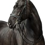 Double bridle -Dina-