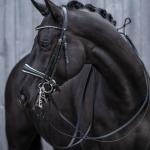 Double bridle -Dina-
