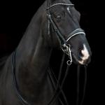 Double bridle -Dina-
