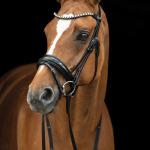 Bridle -Fleur-