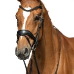 Bridle -Ira-
