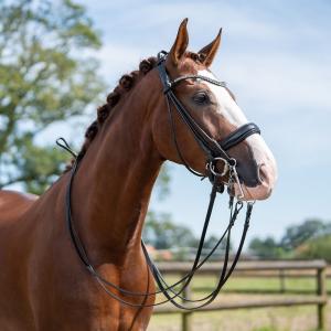 Double bridle -Kate-
