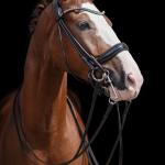 Double bridle -Kate-