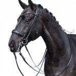 Double bridle -Grace-