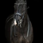 Double bridle -Grace-