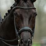 Double bridle -Grace-